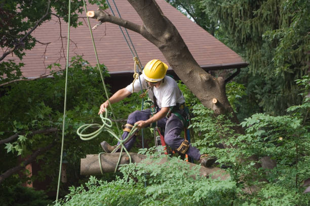 Best Root Management and Removal  in Sloan, NY